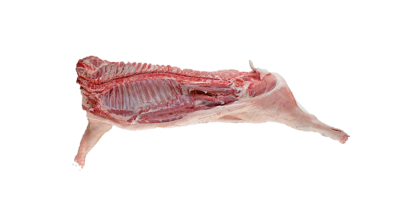 Swine carcass cleaned and ready for butchering and processing at a locker.