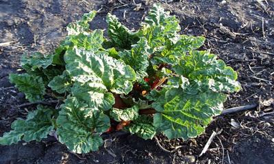 Ahealth rhubarb plant with broad, green leaves developing.