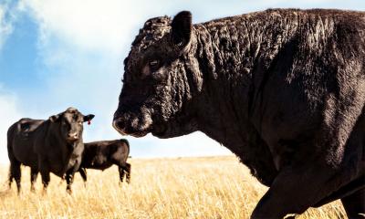 Black angus bull at pasture with two cows in the background.