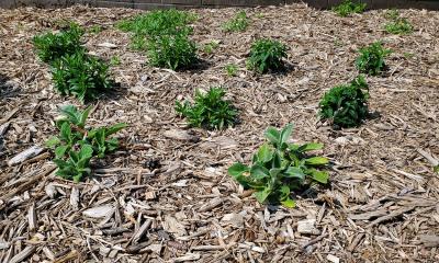 Variety of garden perennial plants surrounded by wood chip mulch.