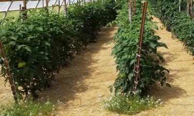 Tomato plants surrounded by a layer of straw mulch in a garden.