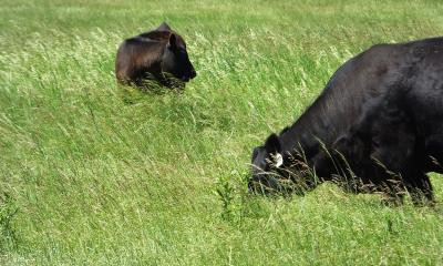 Two black angus cattle grazing on a variety of grasses.