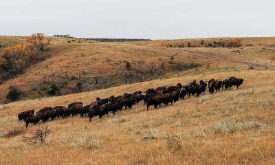 Herd of bison grazing rangeland during fall.