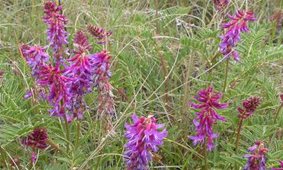Twogrooved poisonvetch with bright, purple to pink flowers growing in rangeland.