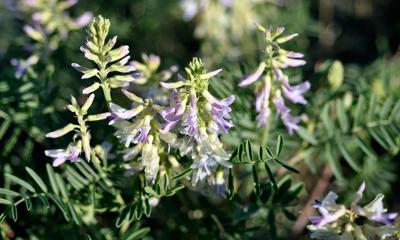 Creamy poisonvetch with delicate pink-to-white flowers growing in rangeland.