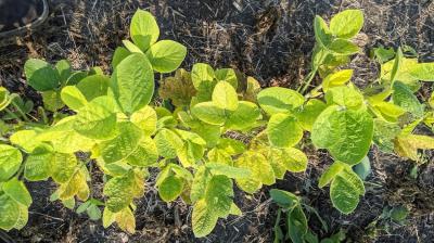 Yellow soybean plants with green veins throughout leaves.