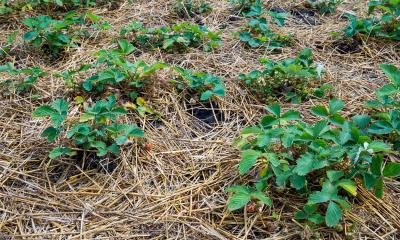 Straw mulch spread throughout a patch of garden strawberries.