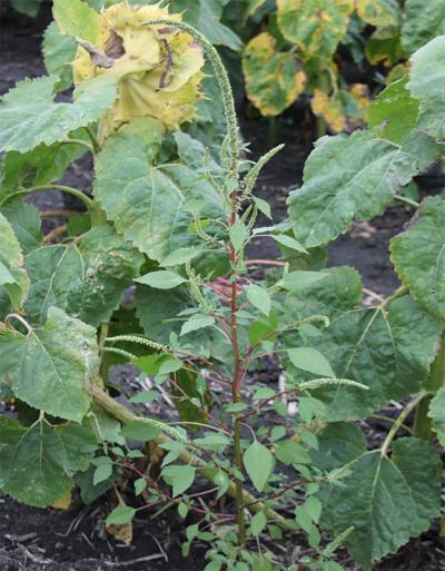 Green, Plamer amaranth next to a green sunflower.