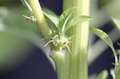 Green plant with green, spiny structure at leaf base.
