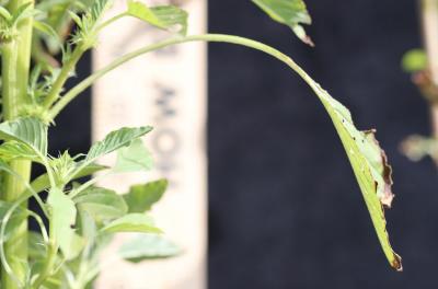 Green leaf with long, green petiole.