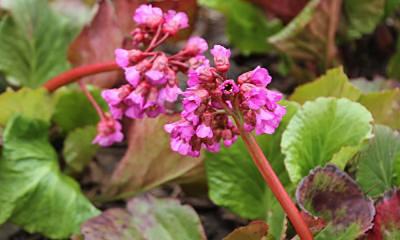plant with thick, green leaves and clusters of pink, cup-shaped flowers.