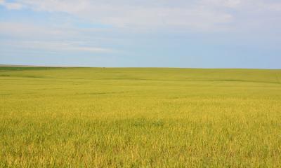 A wheat field that is bright yellow due to infection of Wheat streak mosaic virus.