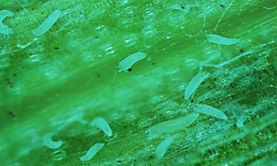 Small, white cylindrical mites on a wheat leaf.