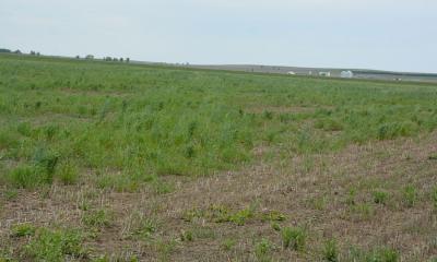 Green plants present in spotty configuration in wheat stubble. Indicates that the plants present are volunteer growth and not planted.