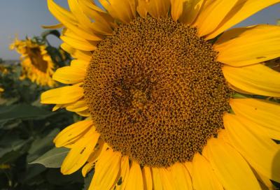 Close-up of a yellow sunflower head.