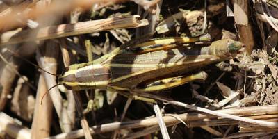 Green and brown grasshopper with two yellow lines that originate on the head and meet on the abdomen.