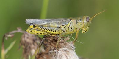 Green and yellow grasshopper with black chevron markings on hind legs.