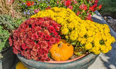 Red and gold mums arranged in a planter with small pumpkins.