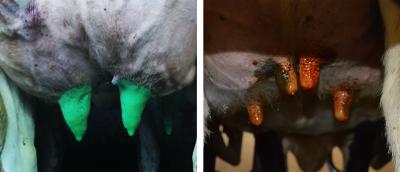 Left: Dairy cow teats with a green coating around them from a dip. Right: Dairy cow teats with signs of frostbite.