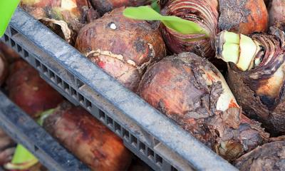 Amaryllis bulbs in black, plastic crates at a retail store.