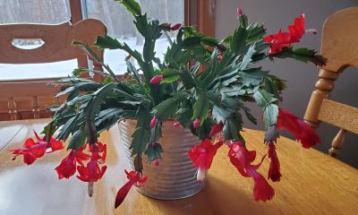 Thanksgiving cactus in full bloom with bright-red, tubular flowers.