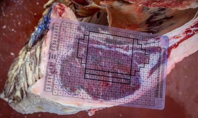 Beef carcass with a transparent grading grid placed over the cut.
