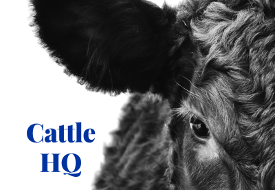 PC-00002-Cattle-HQ-Cover-Cropped close up of black cow and the words cattle HQ
