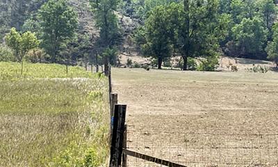 Two pastures separated by a fence. The right pasture is severely overgrazed, while the neighboring pasture has more cover, but has also developed an invasive weed problem.