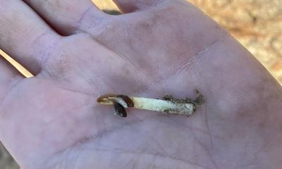 Hand holding a dead early-planted soybean seed.