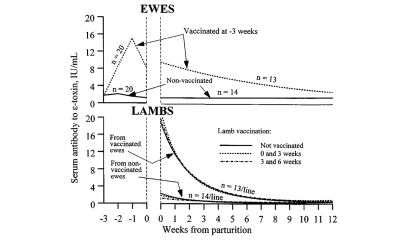 Line graph showing the effect of a vaccine schedule on blood concentration of the toxin epsilon (ε-toxin) caused by Clostridium perfringens type D in ewes and lambs. For a detailed description of this graphic and data set, please call SDSU Extension at 605-688-4792.