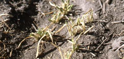 Brown wheat plants that have obvious feeding injury to them due to cutworm caterpillars.