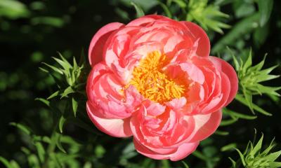 A large, bright flower with bright pink, orange, and yellow coloring.