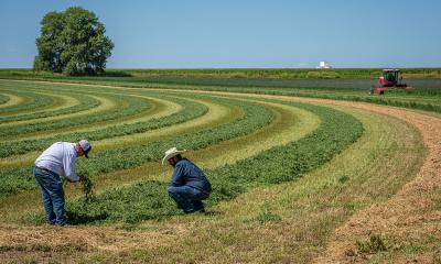 Two producers inspecting freshly cut alfalfa in a field.