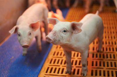 Young nursery piglets.