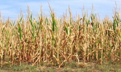 Drought-stressed corn field.