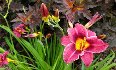 Day lilies in bloom.