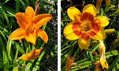 Day lilies in bloom.