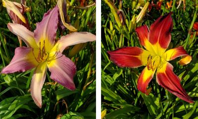 Day lilies in bloom.