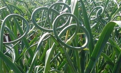 Green, curled garlic scapes emerging in a planting.