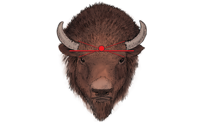 Diagram showing preferred target site for bison euthanasia.a Target mark is on the forehead of the bison between the bison’s horns and eyes. For a description of this graphic, please call SDSU Extension at 605-688-4792.