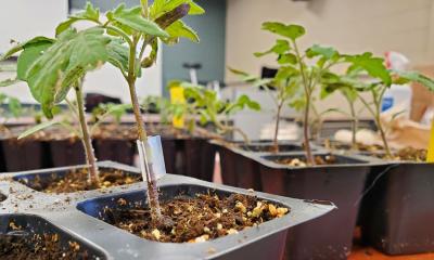 Tomato seedling with grafted stem.