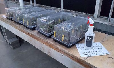 Tomato seedlings growing in plastic starter domes.