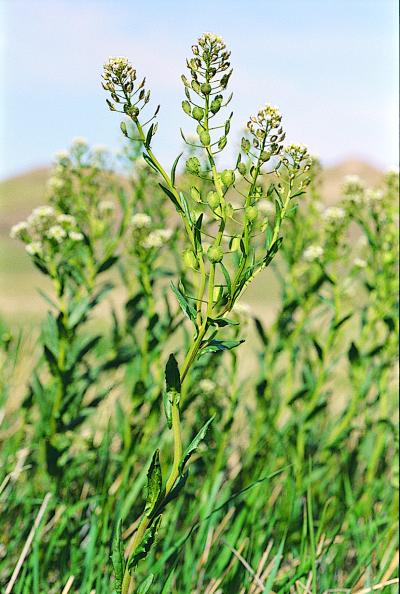 Field pennycress