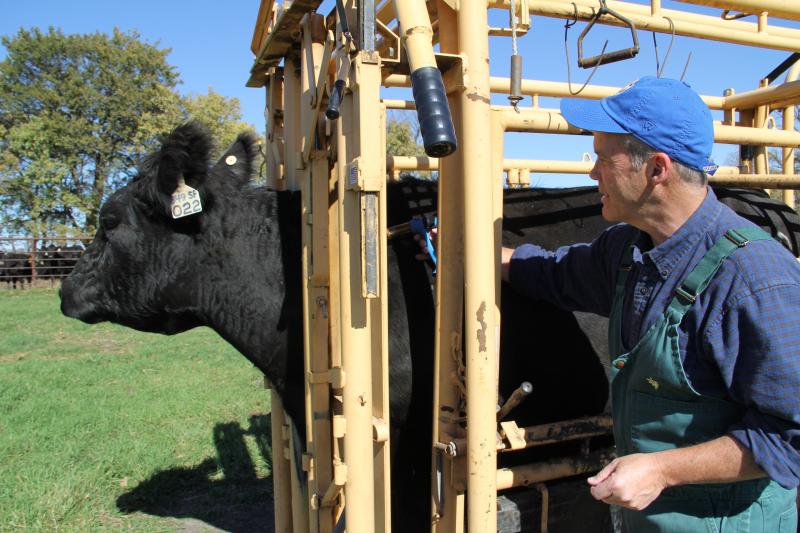 Russ Daly with a cow in a chute.