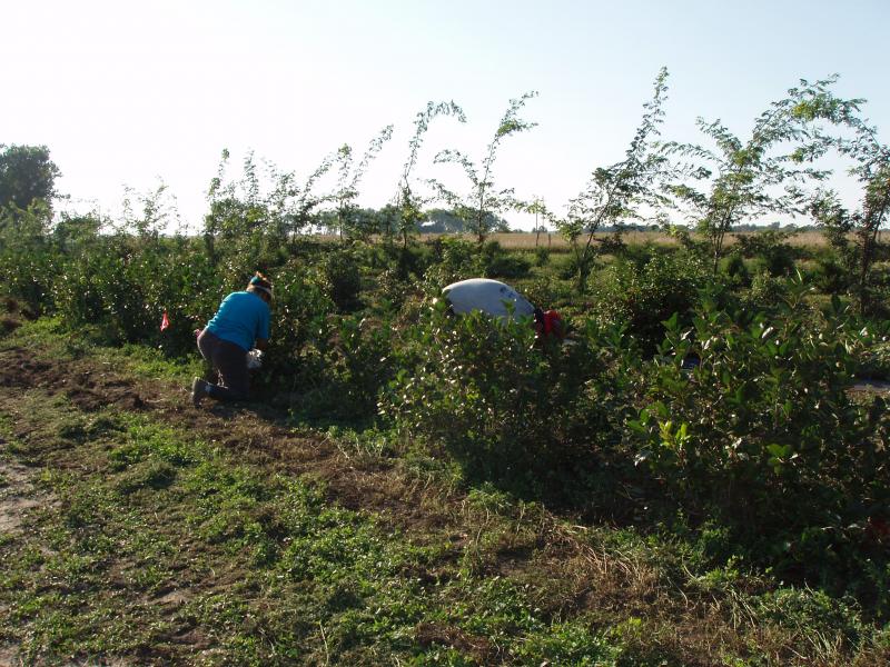 a row of Aronia melanocarpa or aronia berries being harvested