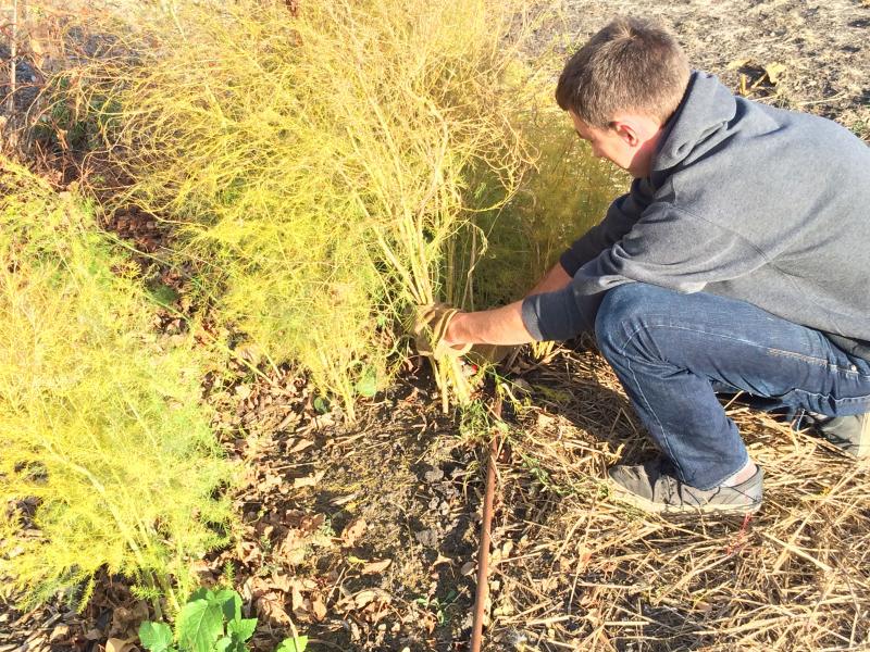 Young man purning asparagus bush with sheers.