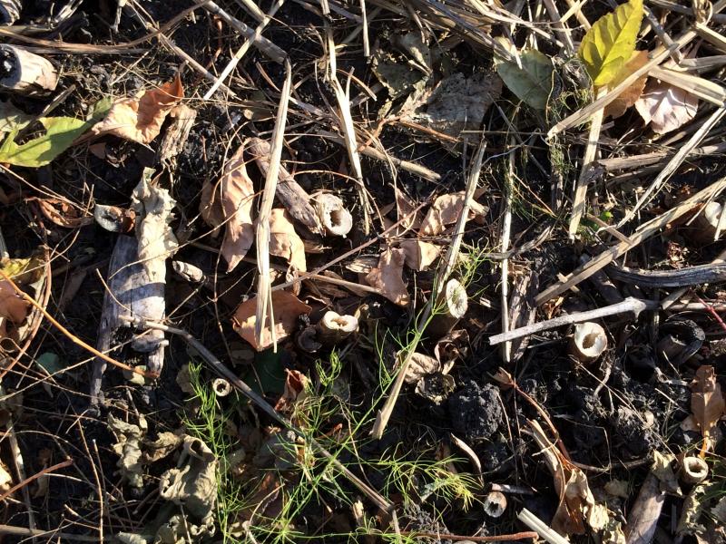 Cluster of asparagus stems cut off near the ground.