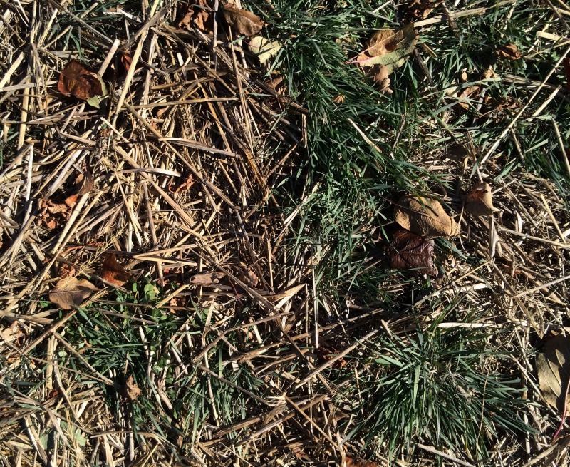 Downy brome disease symptoms near a planting.
