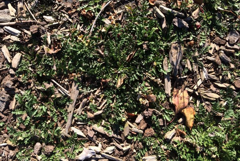 Cluster of Shepard's Purse near a planting.