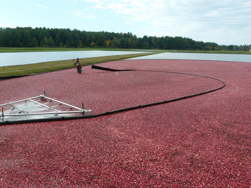 ripe, red cranberries in a body of water called a bog